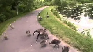 Funny Baby Geese Attack