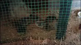 Квочка вывела 12 цыплят.