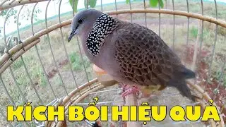 Cu gáy kích bổi / Tiếng chim cu
