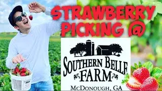 Fun Time: Strawberry Picking @ Southern Belle Farm