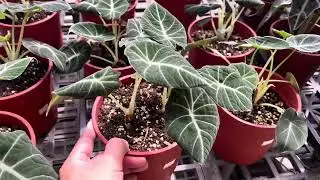 各種觀音蓮 傑克林