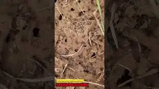 Муравьиная тревога!
