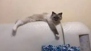 Котята разыгрались (Ragdoll Cat)