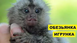 Маленькая обезьянка игрунка в домашних условиях | Пальчиковая обезьяна | Мармозетка