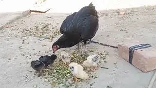 Black Mother Hen Cute Baby Chicks Video - Hen chicks Growth day by day
