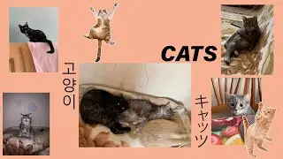 это мои кошки они очень красивые посмотрите пж