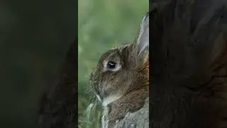 Beautiful Background Music - Harp