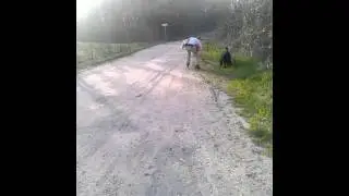 Mesko et un labrador course poursuiiite
