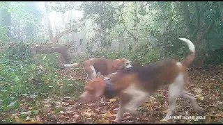 Battue tristounette suivie par la provoc des sangliers