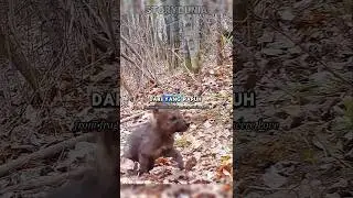 Takdir di Hutan yang Sunyi #storydunia #animals #moments #life #wolf #shots