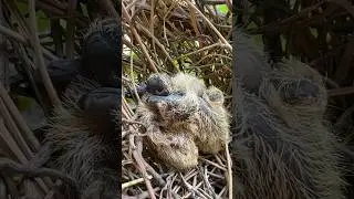 Sizce hangi kuş? #kuş #bird