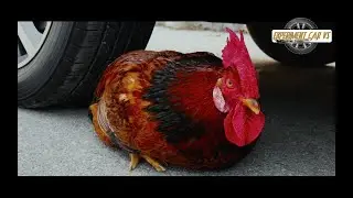 Experiment car vs hen chicken crushing crunchy soft things by car experiments car vs baby toys
