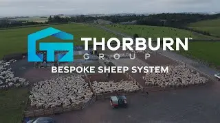 Bespoke Sheep Handling System in Action | First Run & Full Tour