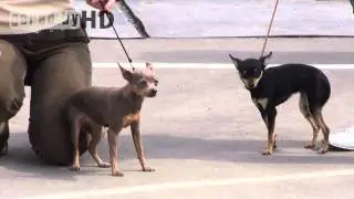 Могилёв. Республиканская выставка собак всех пород