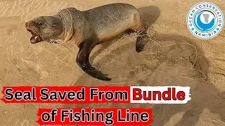 Seal Saved From Bundle of Fishing Line