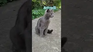 Доктор))) #ветеринар #смішнікоти #смішнівідео #кожана #дохтор #кіт #котик #смішно #кішка #кабанчик