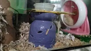 HAMSTER