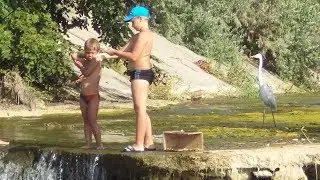 Большая белая цапля. Крым. Альма