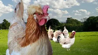Sulmtaler Chickens | Royalty Favourite