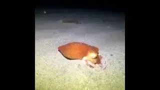 маскировка