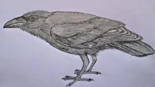 Common raven drawing. Ворон рисунок