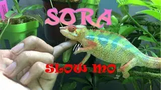 Sora in SLOW MO !
