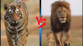 Tiger Walk VS Lion Walk - Which is More Majestic?