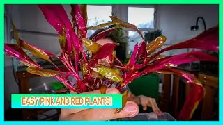 ALTERNANTHERA REINECKII PINK, ROSANERVIG, AND MINI AQUARIUM PLANT CARE GUIDE