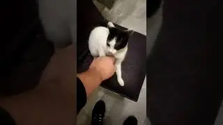 Cute kitten plays with me! 💕🐈‍⬛💕