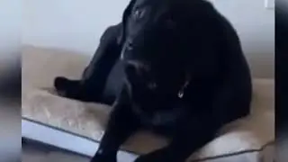 собачка