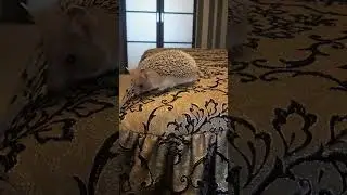 🤭🏕 Ёжик гуляет под присмотром