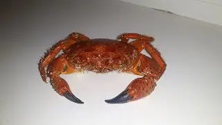 Ялта