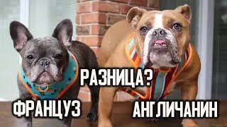Французский и Английский бульдог. В чём различия характера?