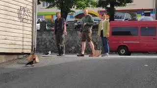 Seagull versus crow in Stavanger