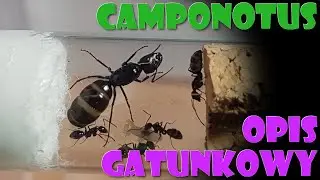[Mrówki/Opis Gatunkowy] Camponotus foreli