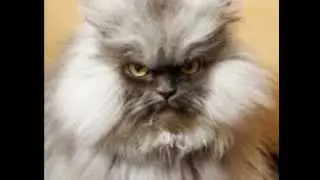 Ненавижу кошек! I hate cats