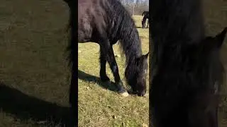 #экскурсия .Красотка 😍.#лошади #horse