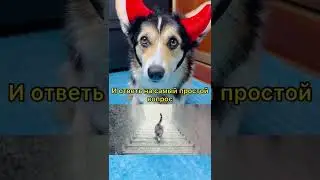 ЗАГАДКА | КУДА ИДЁТ КОТ? | СВЕРХУ ВНИЗ или СНИЗУ ВВЕРХ?