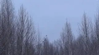 Лесоблудие по первому снегу.