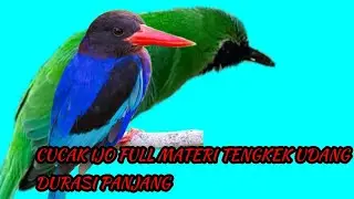 TEMBAKAN CUCAK IJO VERSI TENGKEK UDANG #cucakijo #cucakijogacor #pancingancucakijogacor #fypシ゚