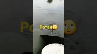 Чудо рыба🙄