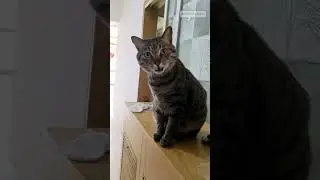 this cat meows like no other..  🥹🐱🗣️ #kitten #meow #cat
