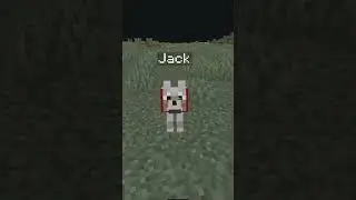 Meet Jack the Dog 👑