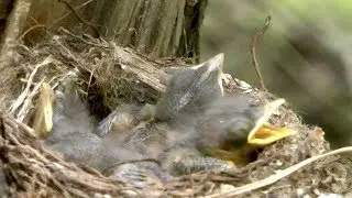 Самка мухоловки защищает птенцов от дождя, Flycatcher protects chicks from rain