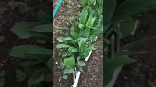 Первое цветение
