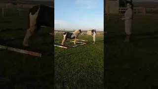 NL Equestrian games | challenge 3