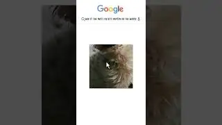 My dog