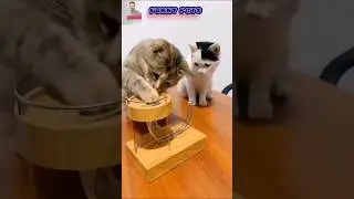 funny Pets #funnyvideos #trendingshorts #funny #fun #lol #ask2abi