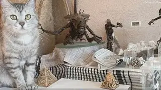 Муравьи Tetramorium caespitum Расширение муравьиной фермы