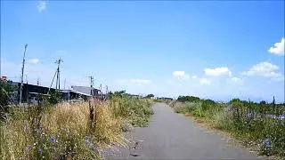 サイクリングロードで見かけた緑色の鳥、なんて名前の鳥？